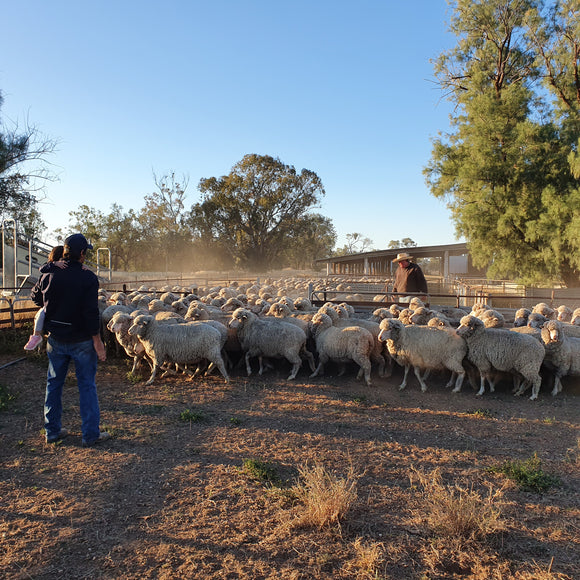 Wilgunya Merino Sheep in yards