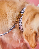 Kip & Co Flower Face Dog Collar  - Various Sizes